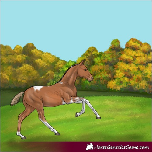 Horse Color:Chestnut Tobiano 