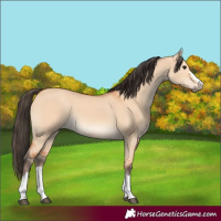 Horse Color:Bay Dun 