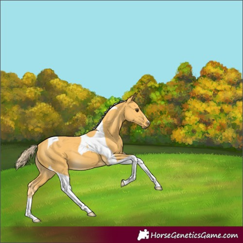 Horse Color:Palomino Tobiano 