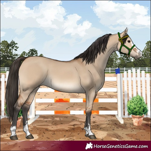 Horse Color:Bay Dun 