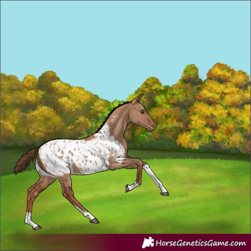 Horse Color:Red Dun Tobiano Blanket