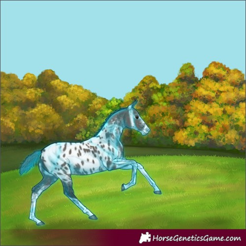 Horse Color:Thunderstruck White Spotted Smoky Grullo Blanket 