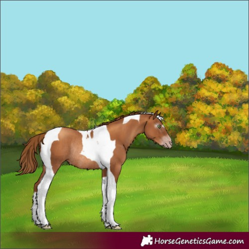 Horse Color:Gray Gold Champagne Tobiano Rabicano