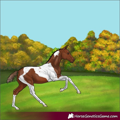 Horse Color:Chestnut Tobiano