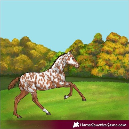 Horse Color:Chestnut Near Leopard