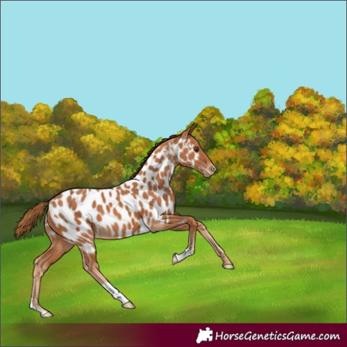 Horse Color:Chestnut Near Leopard 