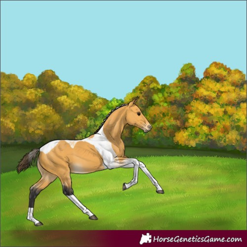 Horse Color:Buckskin Tobiano 