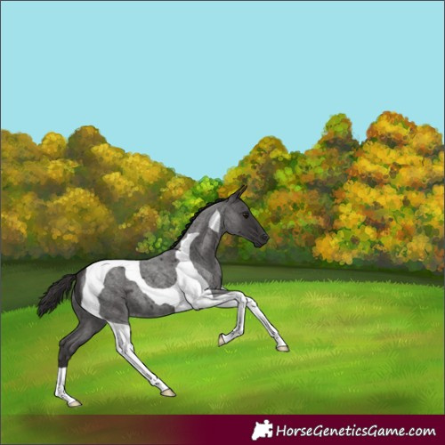 Horse Color:Smoky Blue Roan Tobiano 