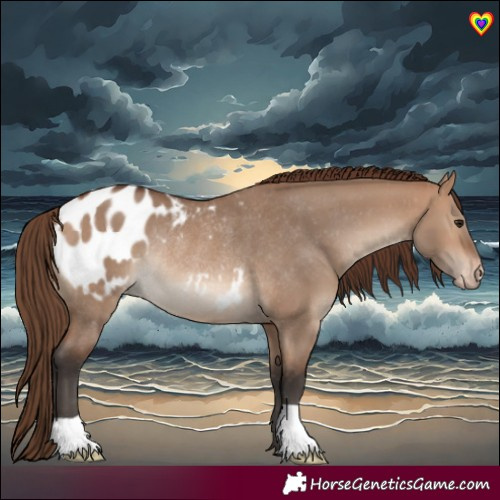 Horse Color:Bay Dun Appaloosa Rabicano