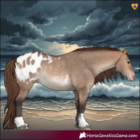Horse Color:Bay Dun Appaloosa Rabicano 