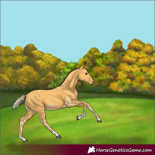 Horse Color:Palomino Tobiano 