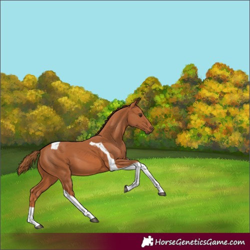 Horse Color:Chestnut Tobiano 