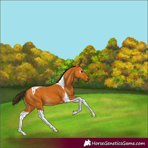 Horse Color:Gray Buckskin Tobiano