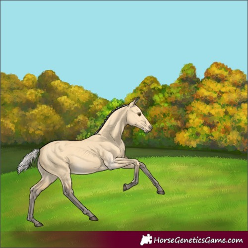 Horse Color:Silver Buckskin Dun 