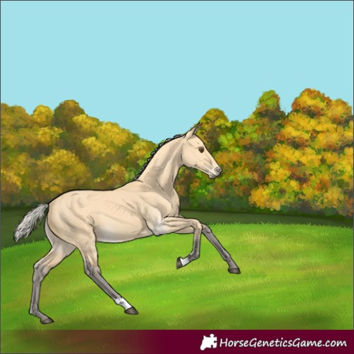 Horse Color:Silver Buckskin Dun 