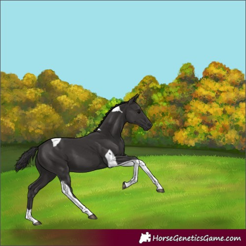 Horse Color:Smoky Black Tobiano 