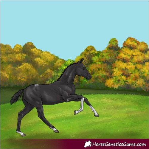 Horse Color:Smoky Black Tobiano 