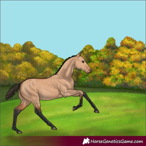 Horse Color:Bay Dun 