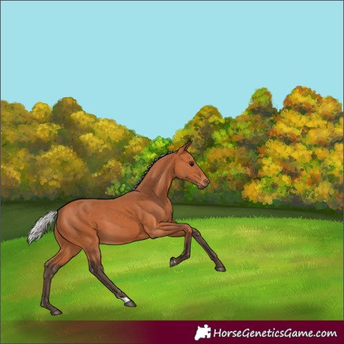 Horse Color:Silver Bay 