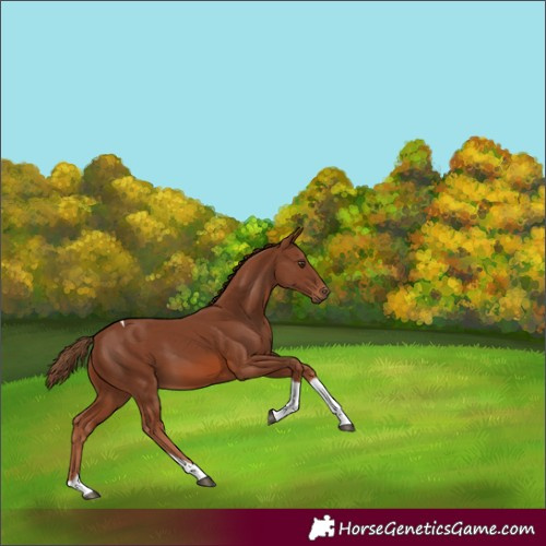 Horse Color:Chestnut Tobiano 