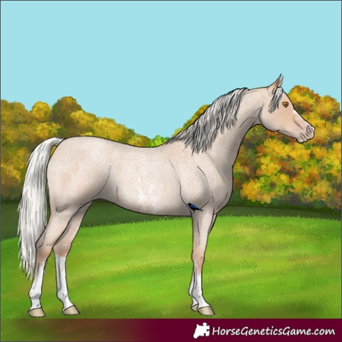 Horse Color:Silver Classic Champagne Roan Sabino 