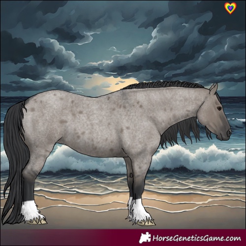 Horse Color:Grullo Roan 
