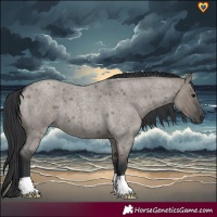 Horse Color:Grullo Roan