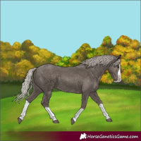 Horse Color:Silver Black Splash