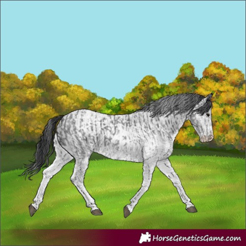 Horse Color:White Spotted Blue Roan Rabicano  and White Spotted Blue Roan Rabicano 