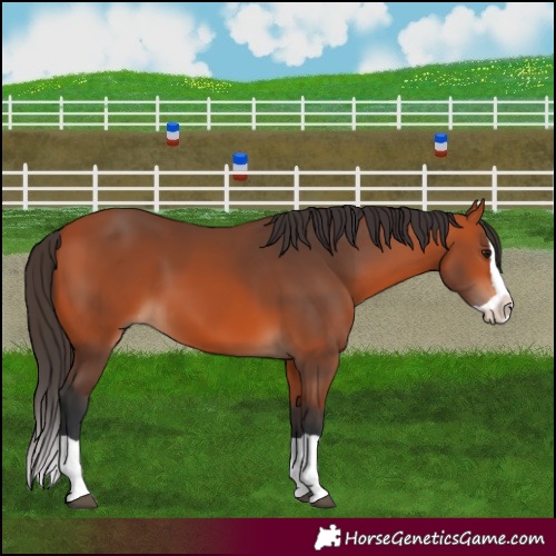 Horse Color:Bay Splash 