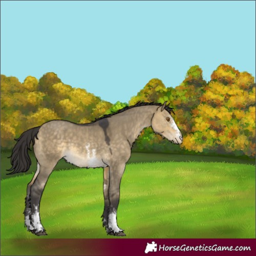 Horse Color:Buckskin Dun Sabino Appaloosa 