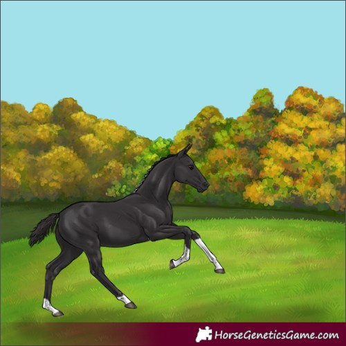 Horse Color:Smoky Black Tobiano