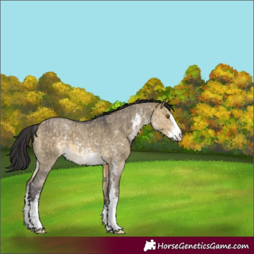 Horse Color:Buckskin Dun Sabino Appaloosa Brindle