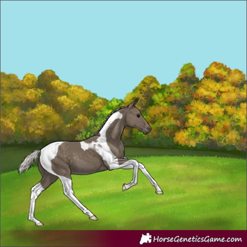 Horse Color:Silver Smoky Black Tobiano