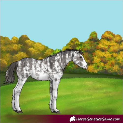 Horse Color:Smoky Grullo Sabino Appaloosa Rabicano Brindle 