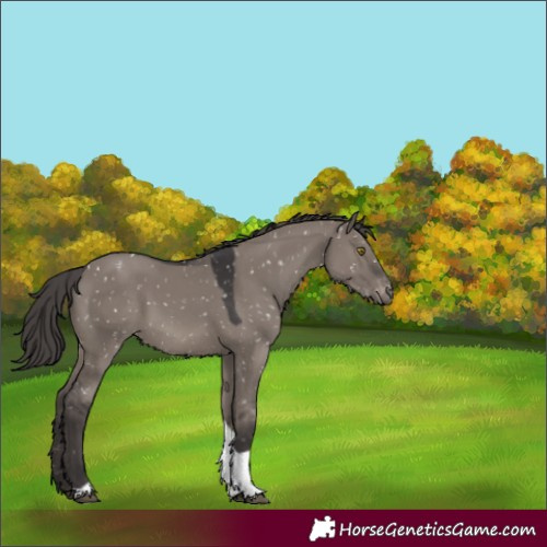 Horse Color:Smoky Grullo Tobiano Snowflake Varnish Rabicano