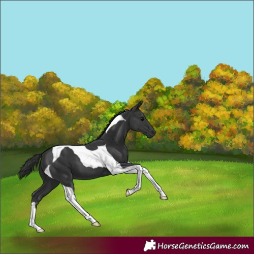 Horse Color:Black Tobiano