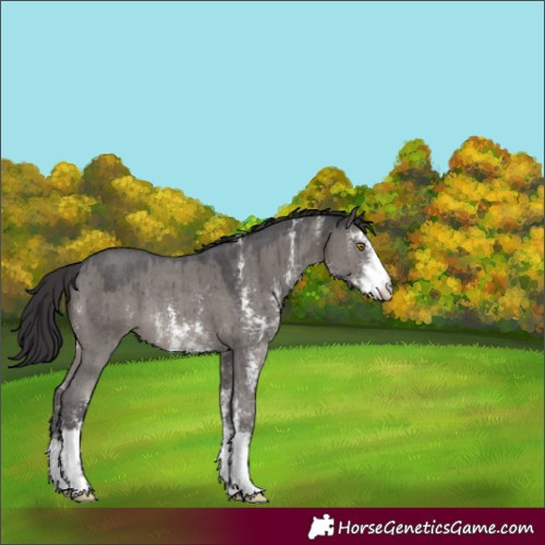 Horse Color:Smoky Grullo Sabino Rabicano Brindle 