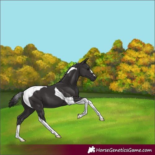 Horse Color:Smoky Black Tobiano 