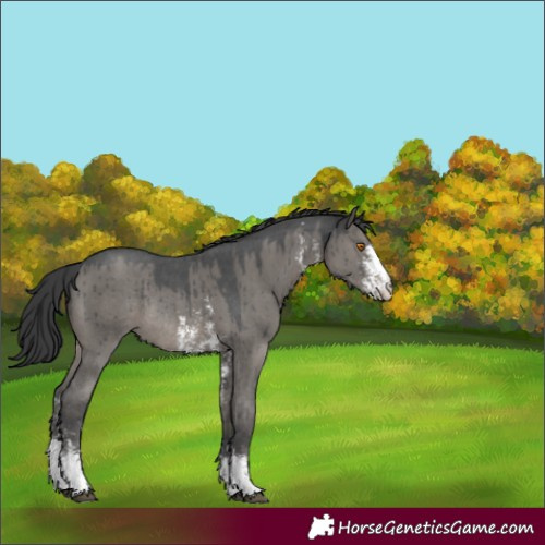 Horse Color:Grullo Sabino Appaloosa Rabicano Brindle