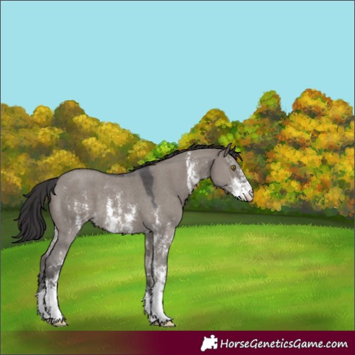 Horse Color:Smoky Grullo Sabino Rabicano