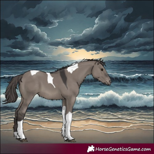 Horse Color:Smoky Grullo Tobiano Appaloosa 