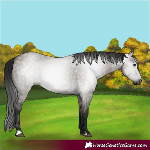 Horse Color:Gray Grullo 