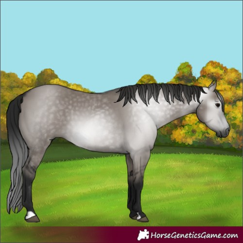 Horse Color:Gray Grullo 