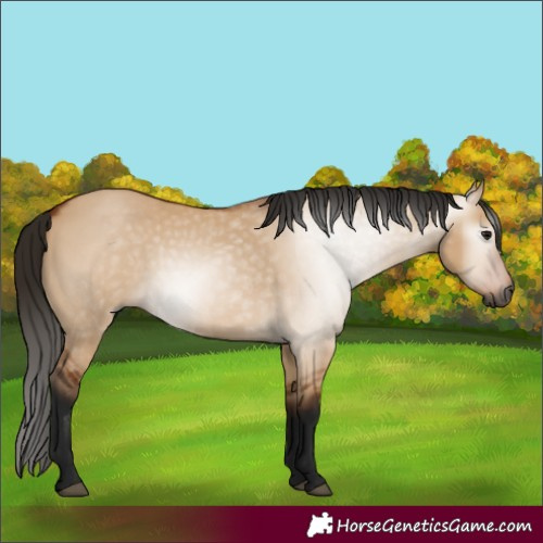 Horse Color:Gray Bay Dun 