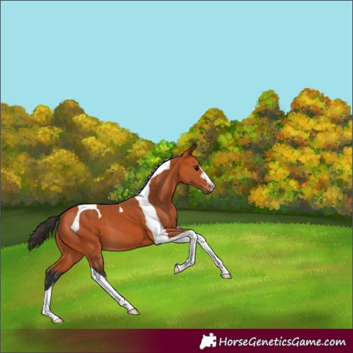 Horse Color:Bay Tobiano 