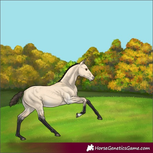 Horse Color:Buckskin Dun