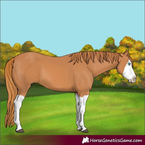 Horse Color:Chestnut Splash 