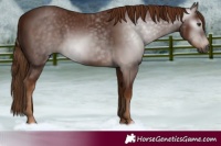 Horse Color:Gray Chestnut 