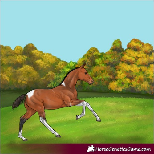 Horse Color:Bay Tobiano